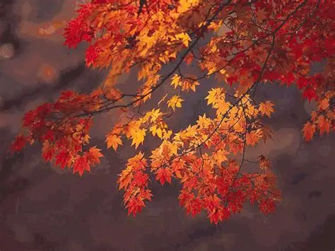 任夏《秋风在笑我》 单曲「2025」[FLAC/MP3]